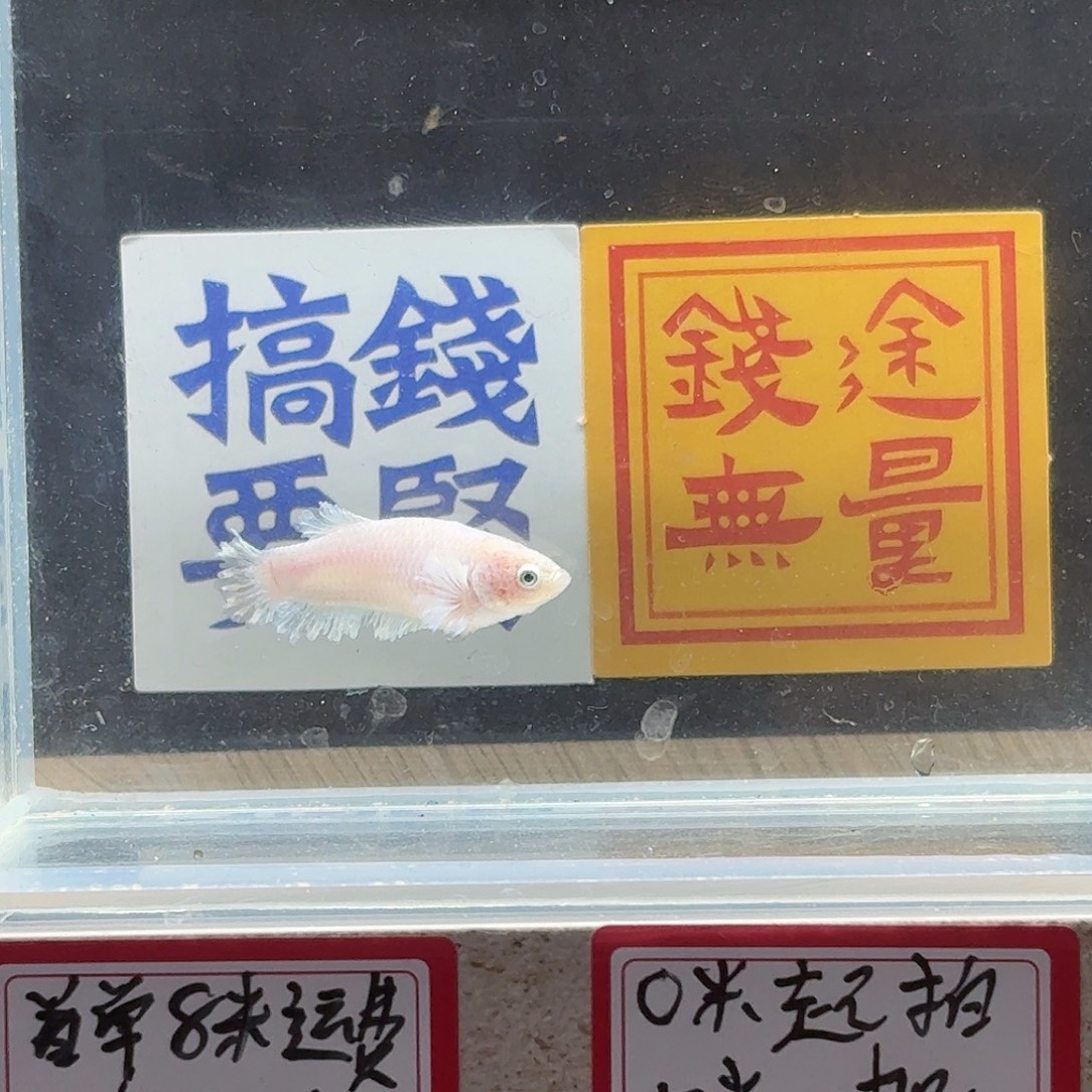 斗鱼泰国斗鱼母鱼