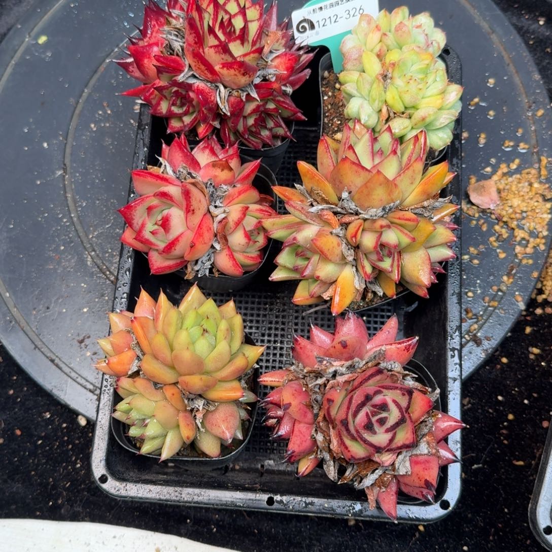 从前慢多肉精选编号1212.326