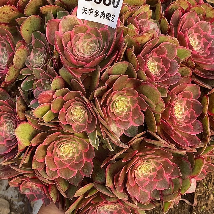 多肉植物粉花妖560多肉