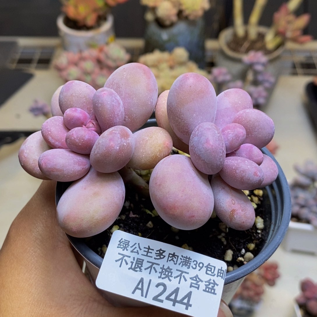 244蛋黄奶多肉7c m