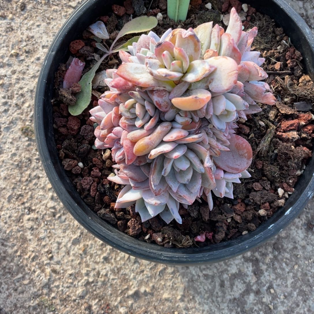 晴****奶茶多头群生116号