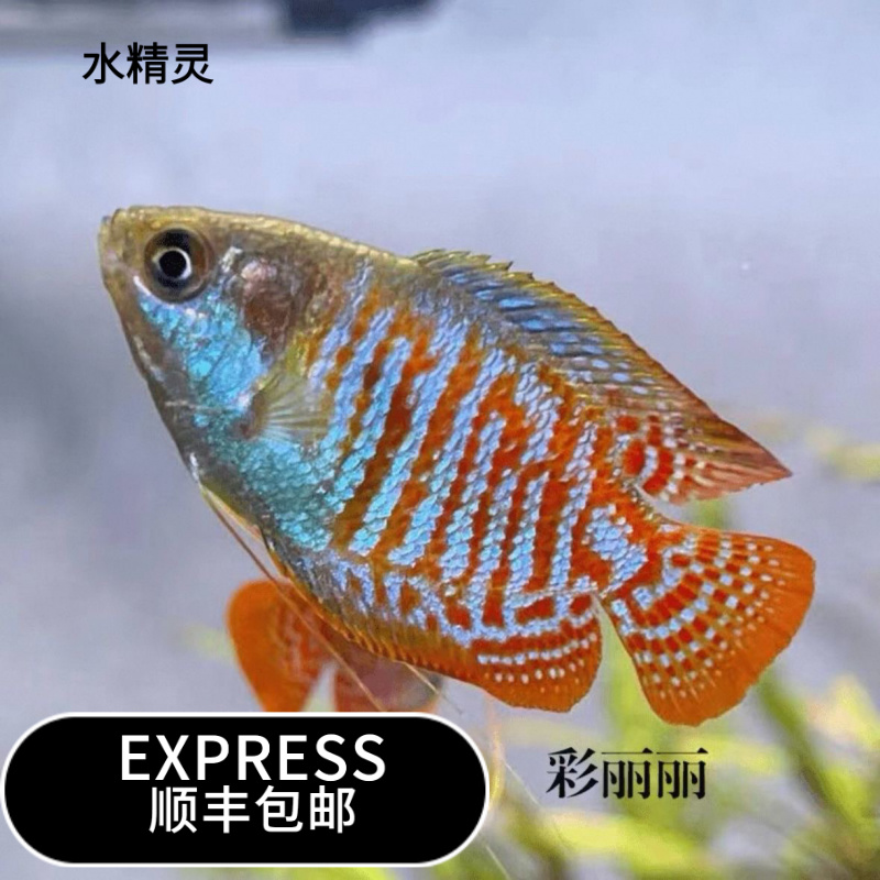 五彩丽丽冷水淡水观赏鱼好养易活适合新手