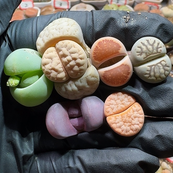 生石花1111111。   388