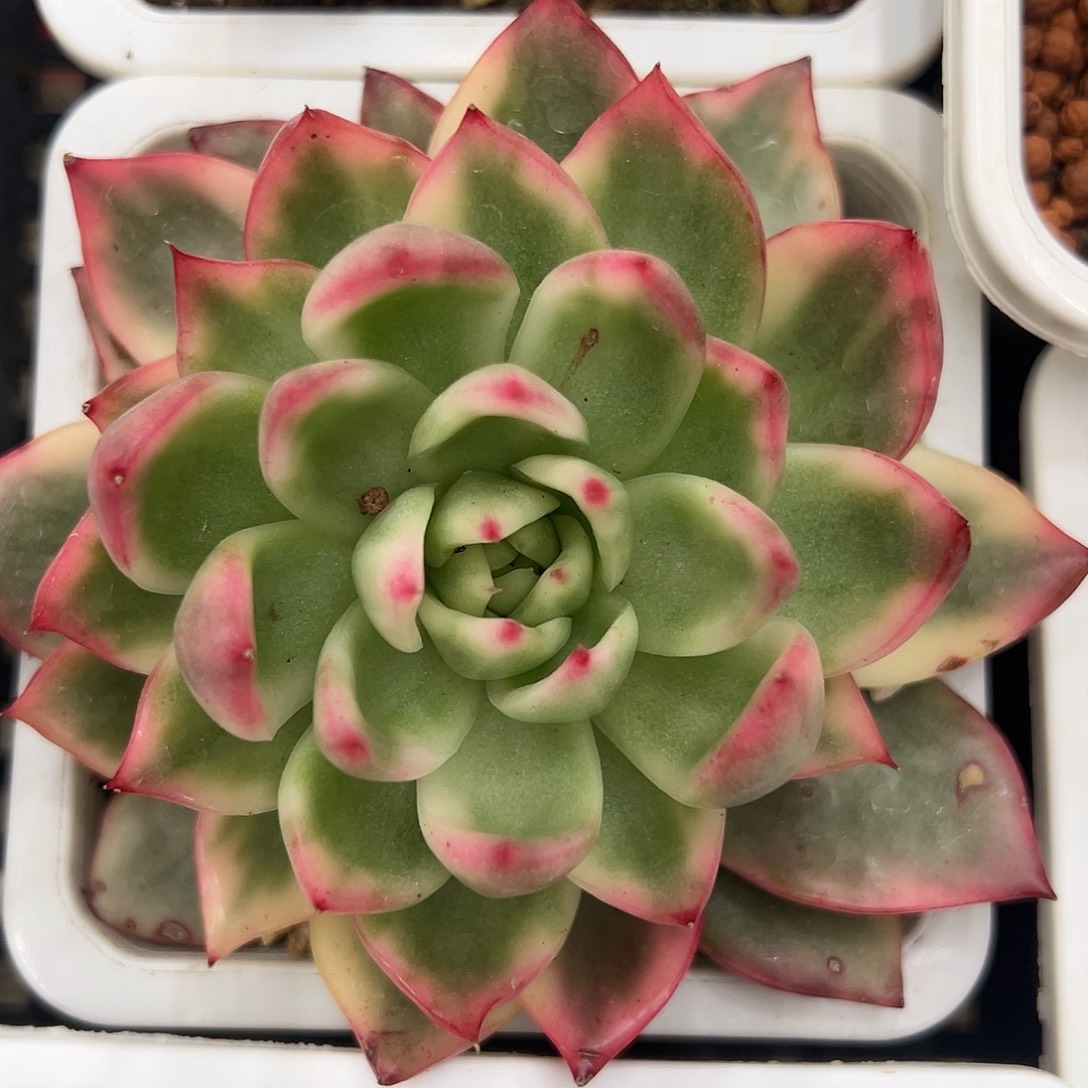 卡丽斯拖多肉植物