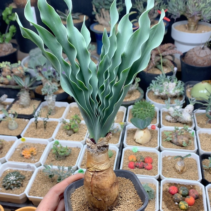 产地巨凤之卵带盆3.2cm