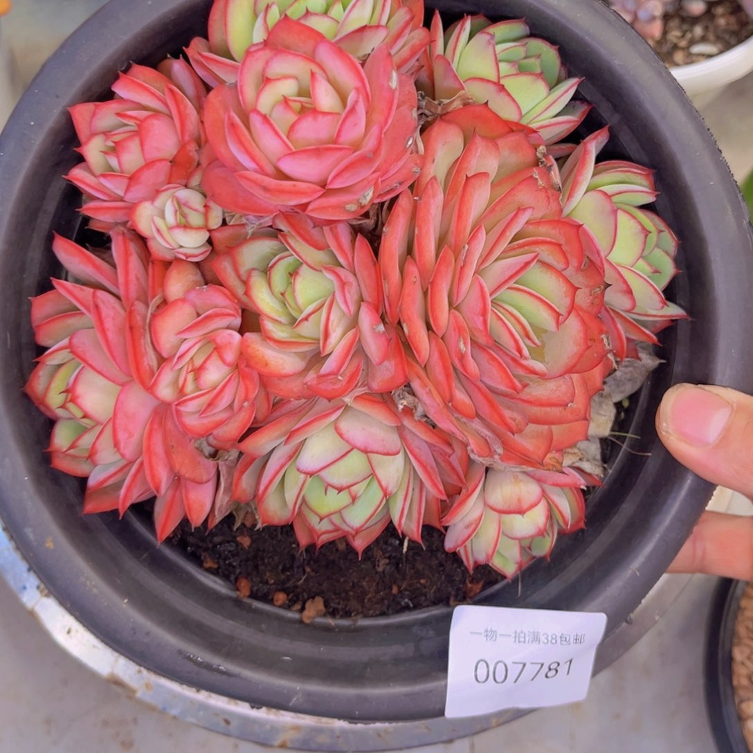 多肉一物一拍7781