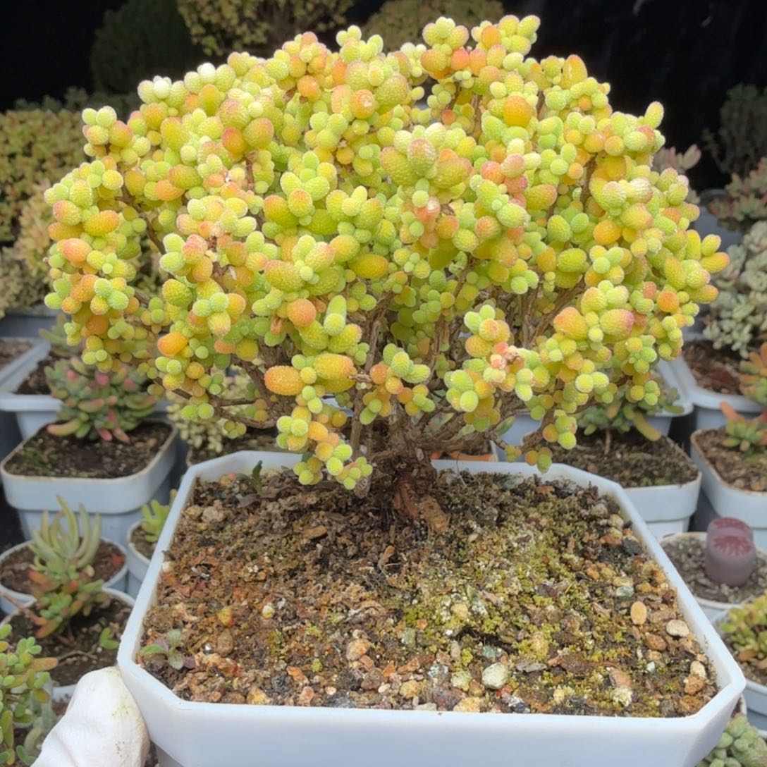 海***儿A308金桔糖球枝干