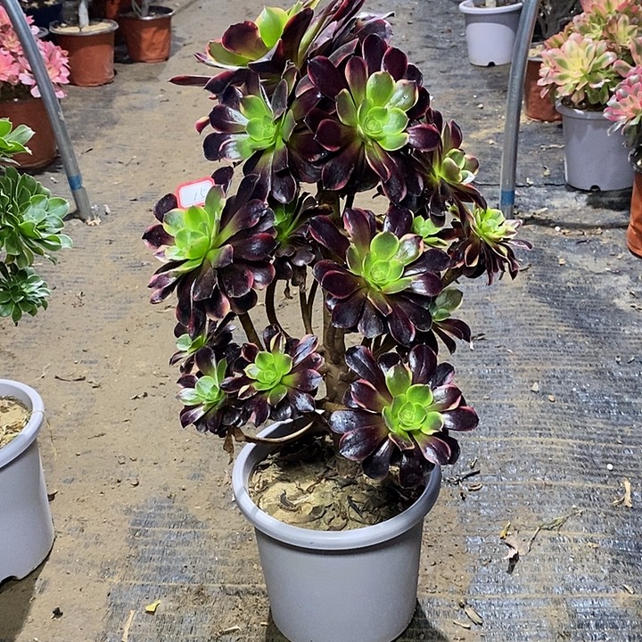 15，欧嘉莉多肉法师微瑕多肉法师