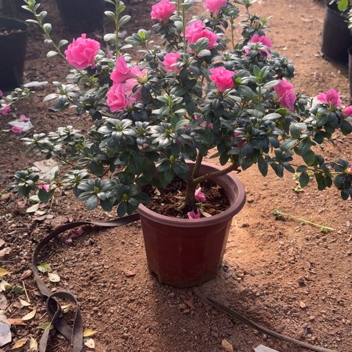 完全开放四季小玫瑰