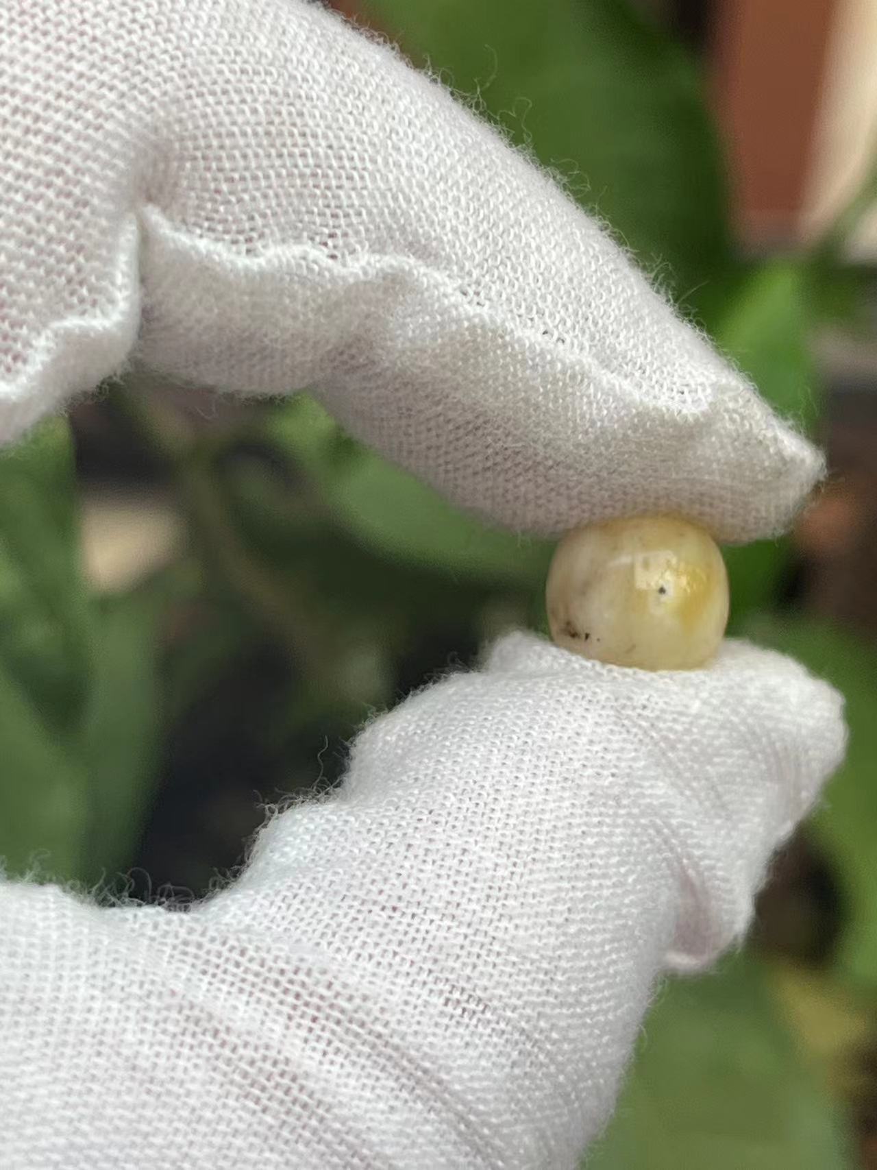 2750天然蜜蜡琥珀老型墩子9.7x8.9mm