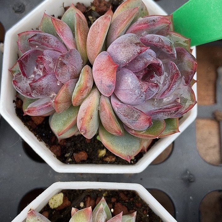 多肉植物蓝色妖姬935