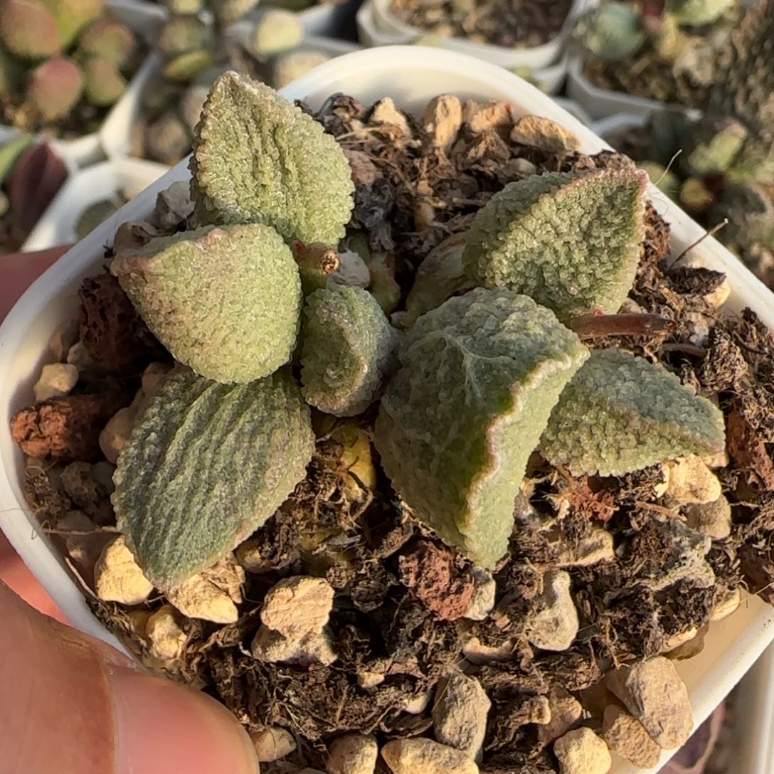 哈默绿猪肝水泡多肉