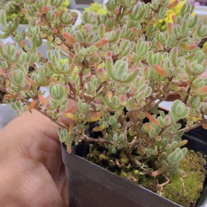 冰紫枝干样品一颗