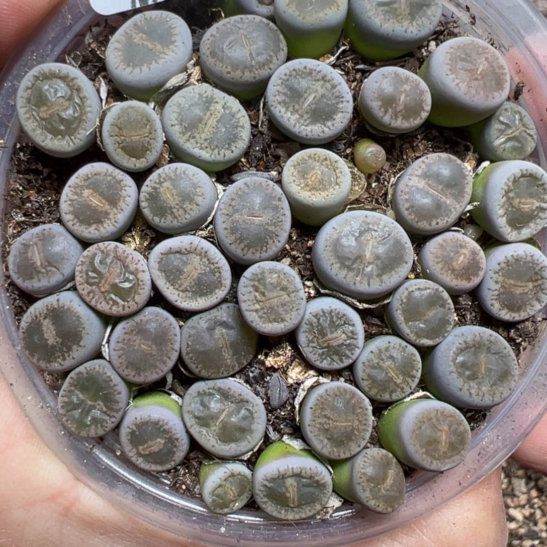 【闪购商品】577……