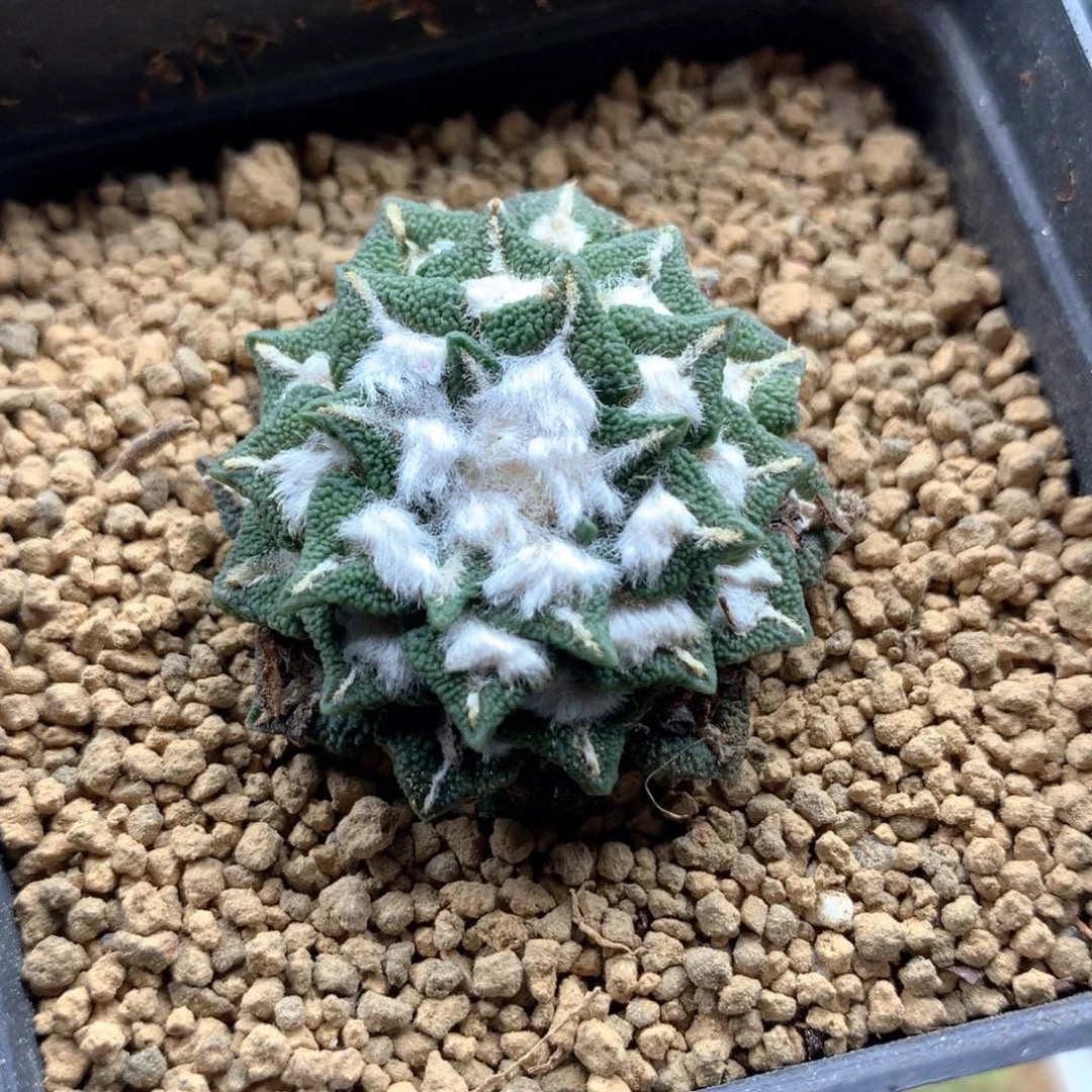 自根黑牡丹仙人球带盆