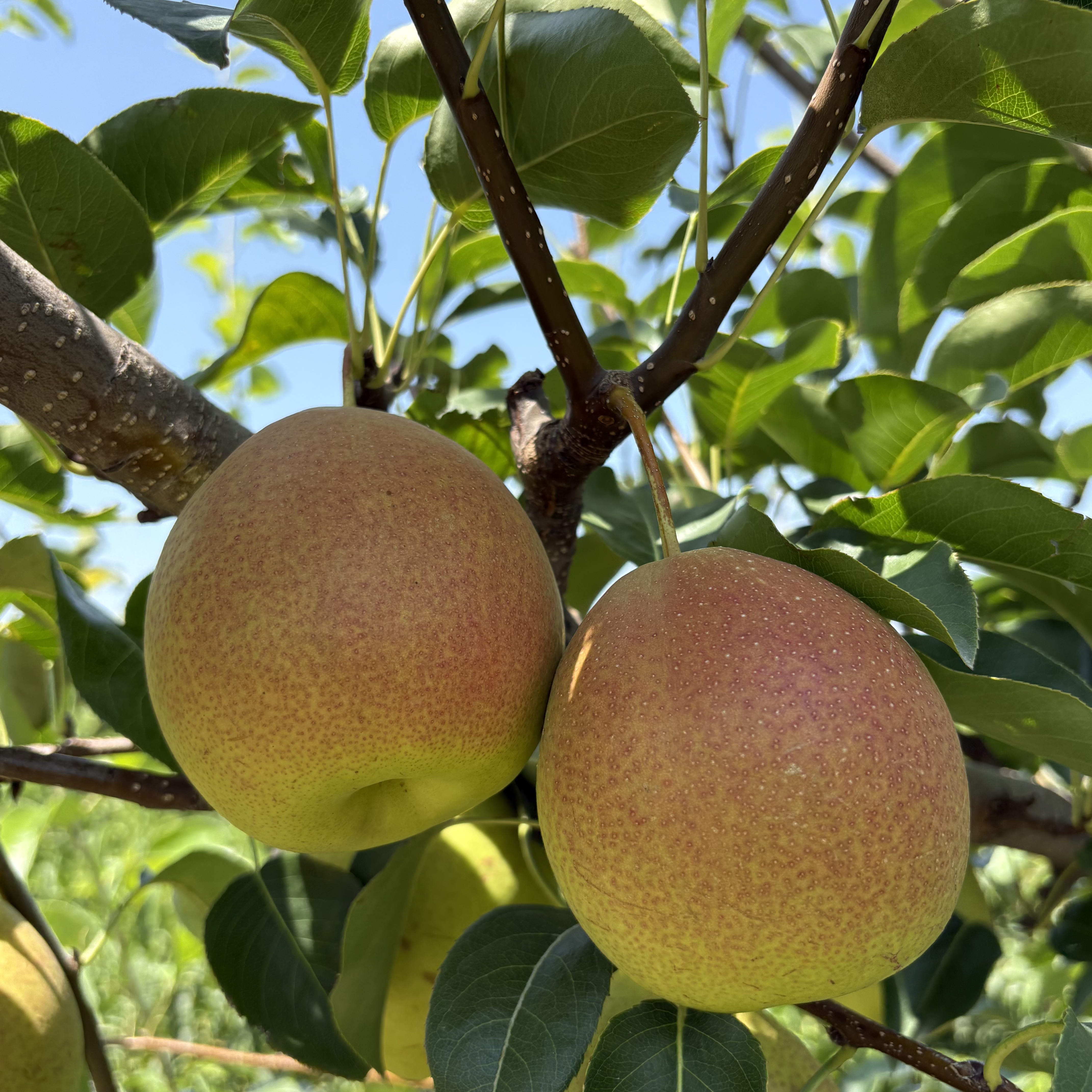 山西正宗丹霞红梨当季新鲜采摘脆甜多汁皮薄核小