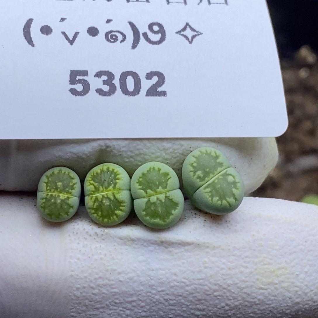 5302。绿菊。。。。。。。