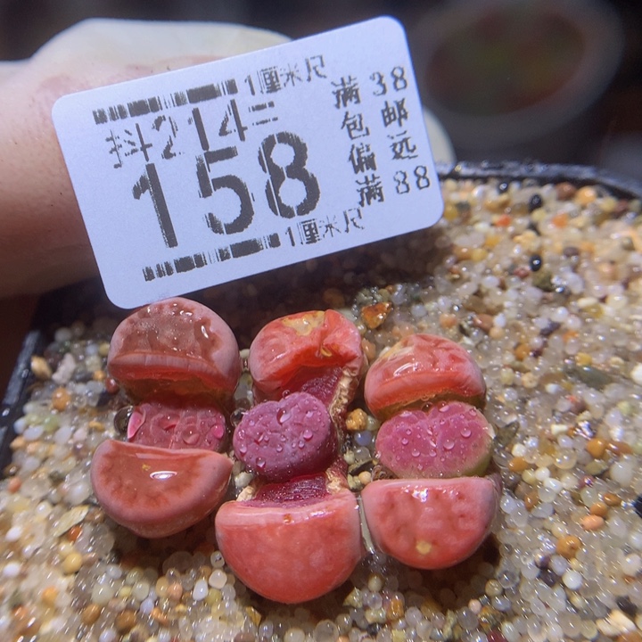 精品生石花214.158