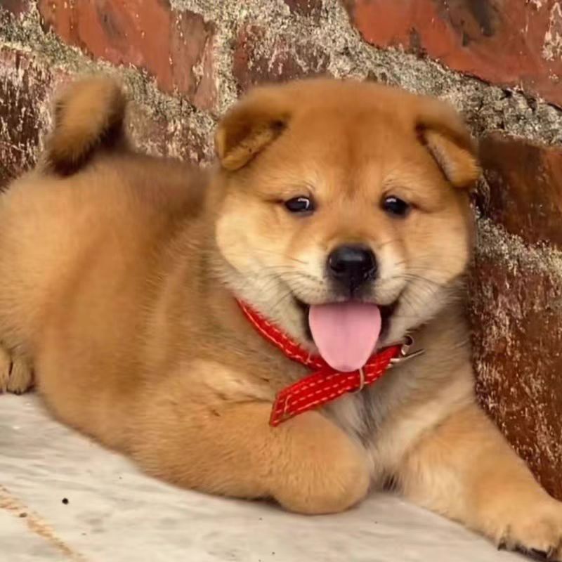 顶呱呱田园犬活体宠物通用链接