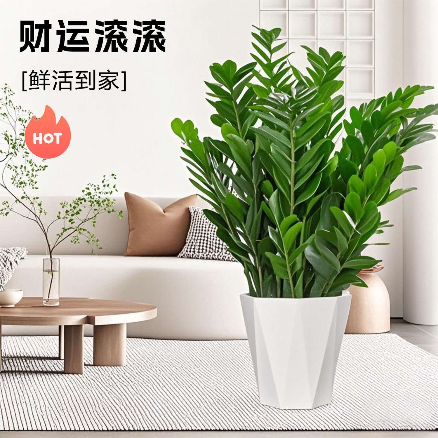 （60 - 70）公分金钱树盆栽室内客厅办公室净化空气好养绿植