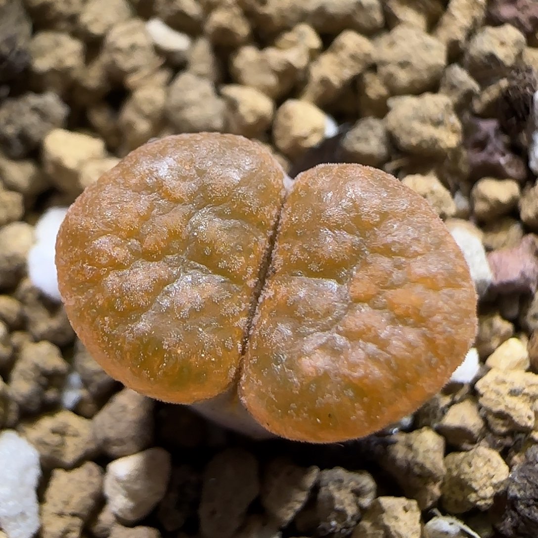 11.20  超级蛋糕。 5021