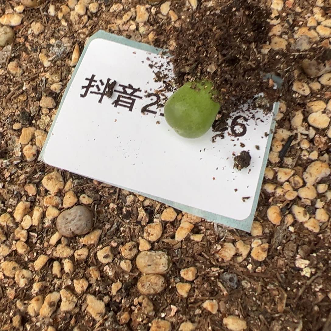 21-186肉锥多肉植物