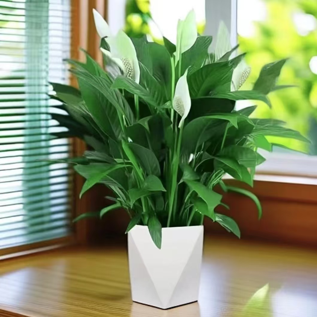 白掌盆栽花卉植物带花阳台绿植客厅摆放吸甲醛四季好养