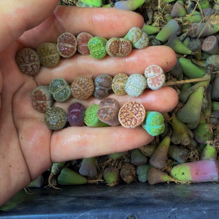 小*友多肉植物的生长发育和443