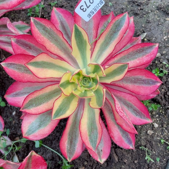 273魅影多肉12345678