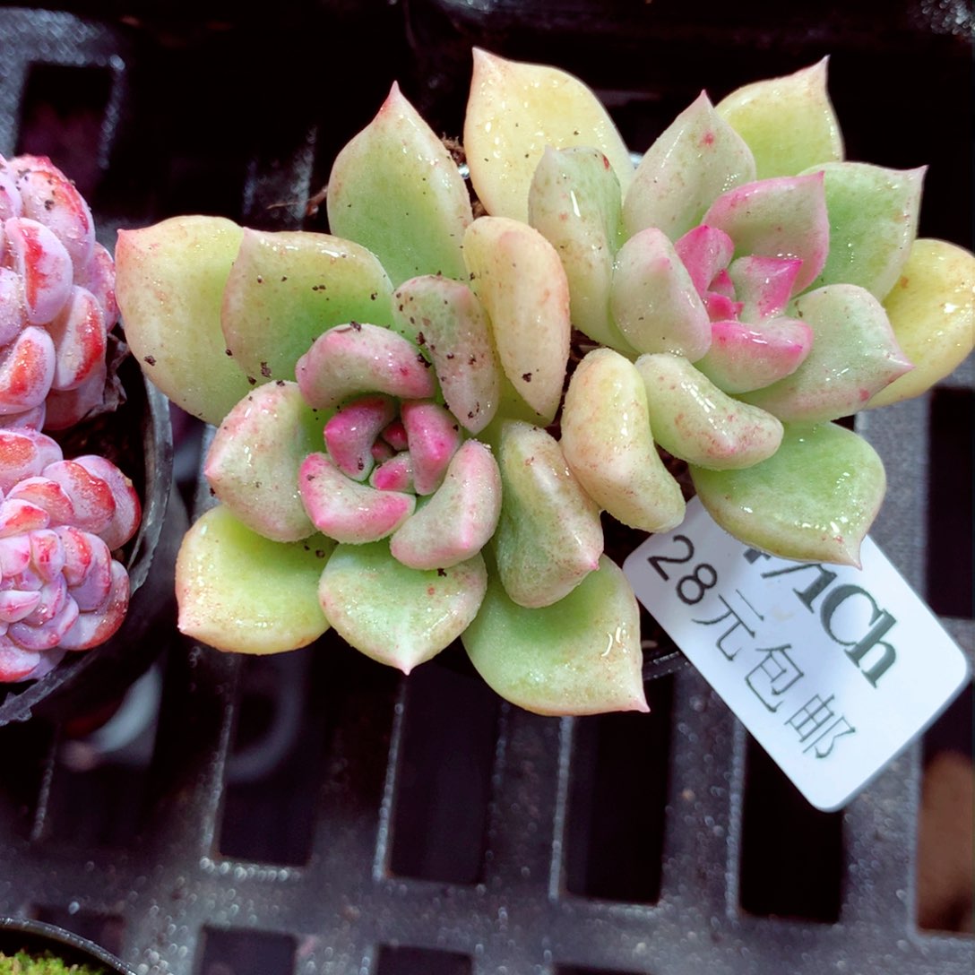 5厘米盆精控多肉1471