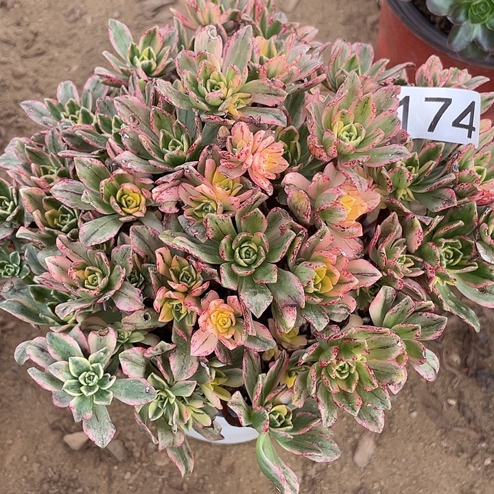 174甜茶对肉植物的