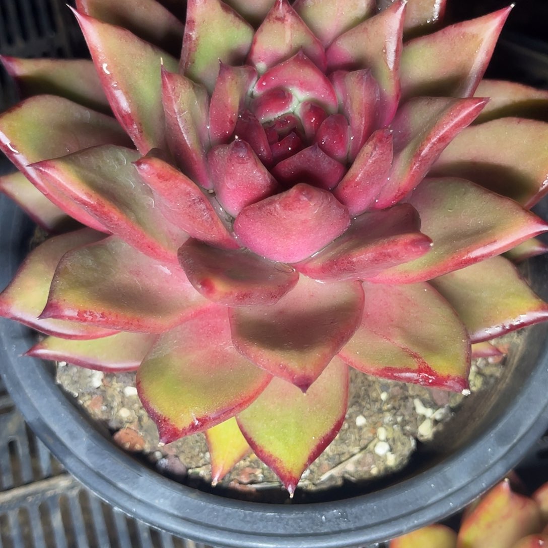 多肉植物韩体宝石