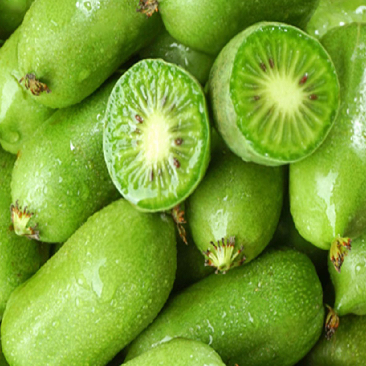 【顺丰包邮】2025东北特产软食用软枣猕猴桃奇异果奇异莓