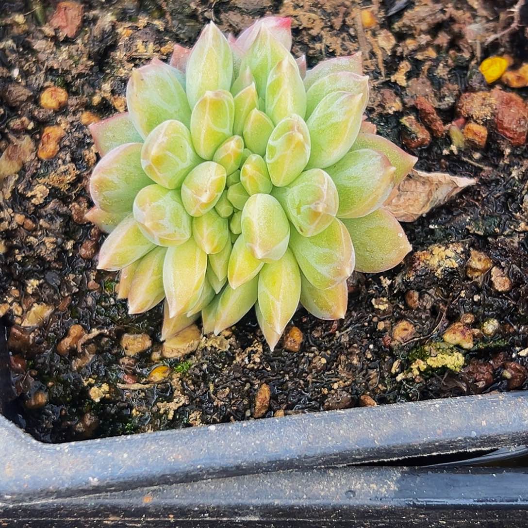 美人系列多肉植物