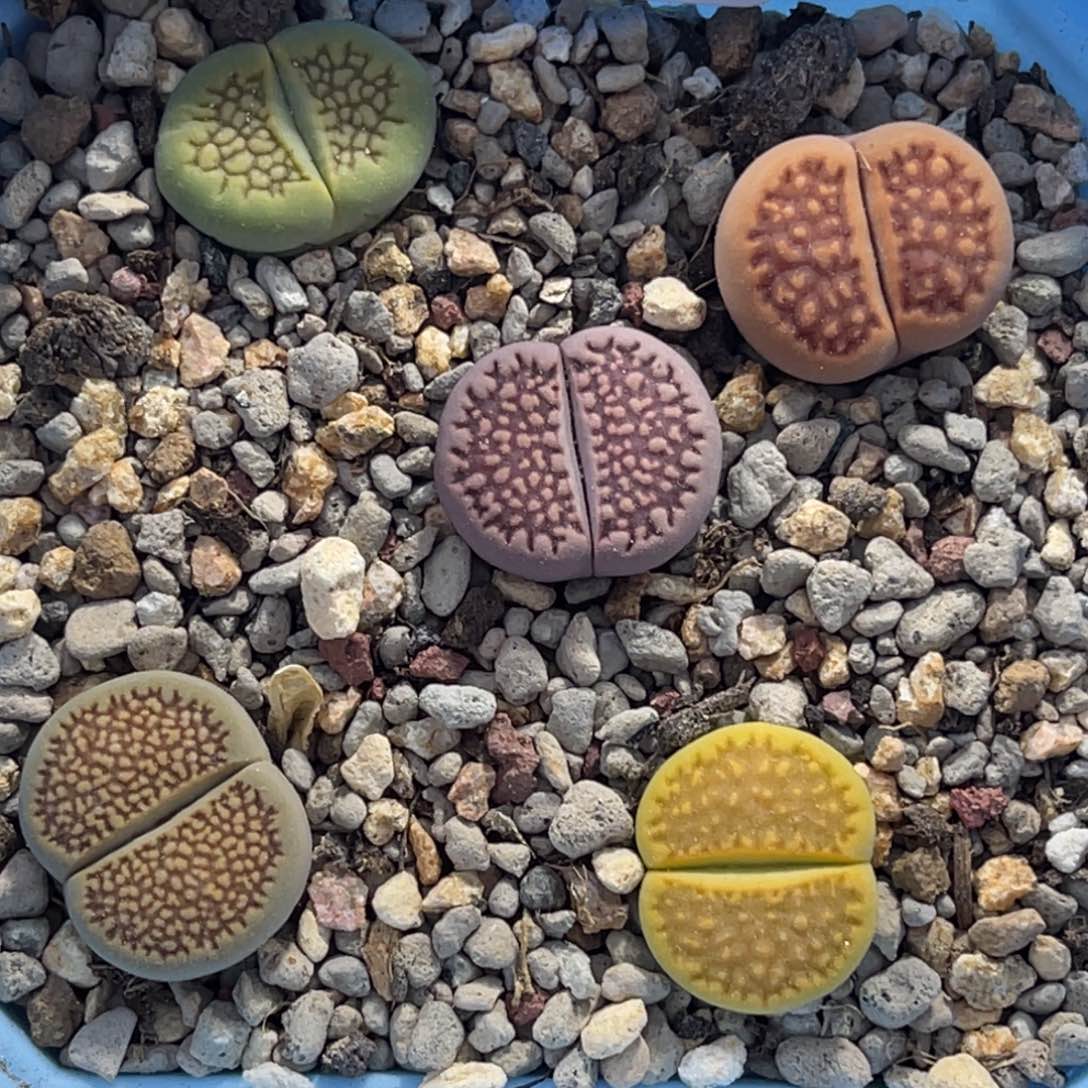 1891巴黎彩套5颗尺寸1.6