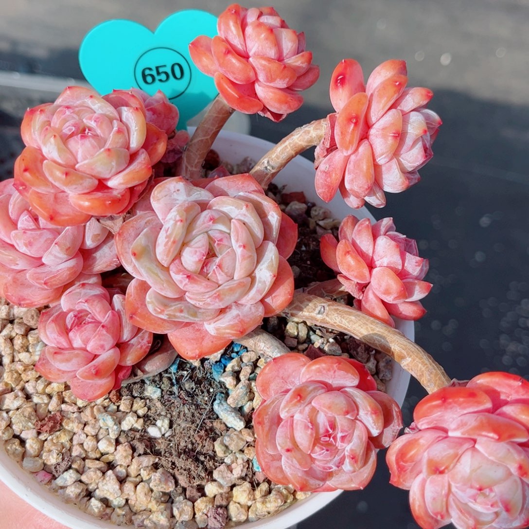 650号大老桩石榴籽星影群