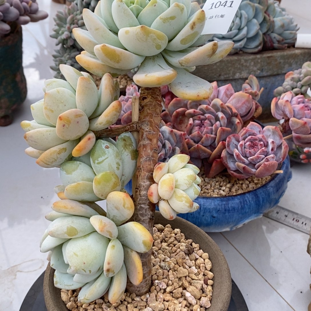 冷香群生多肉多肉041