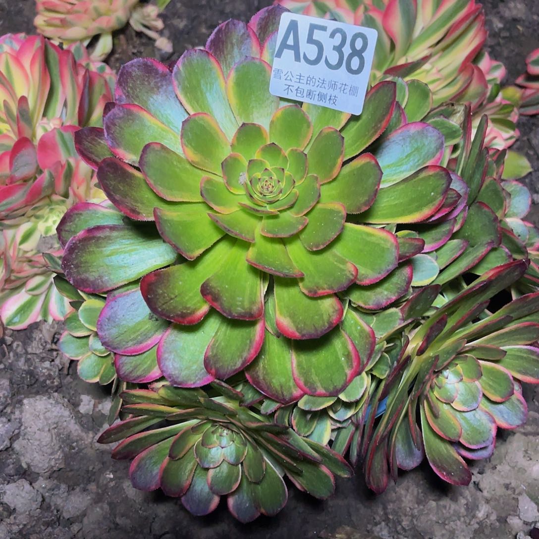 法师法师28–16包邮法师