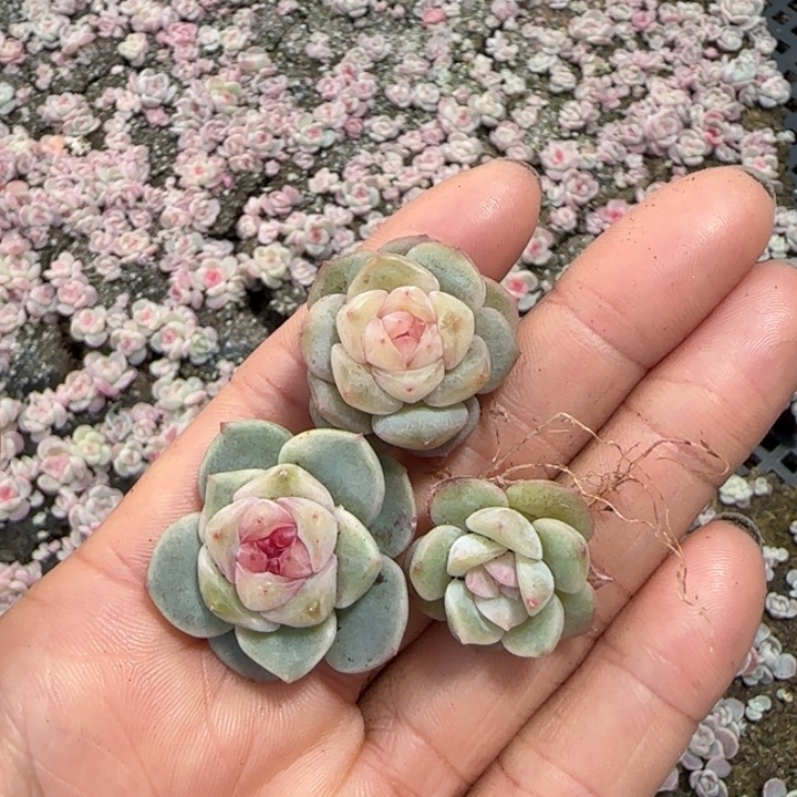 76号绝绝子多肉一盒