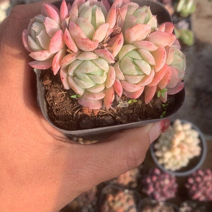 贝瑞群。（满9.99包邮不满9.99发空盆）