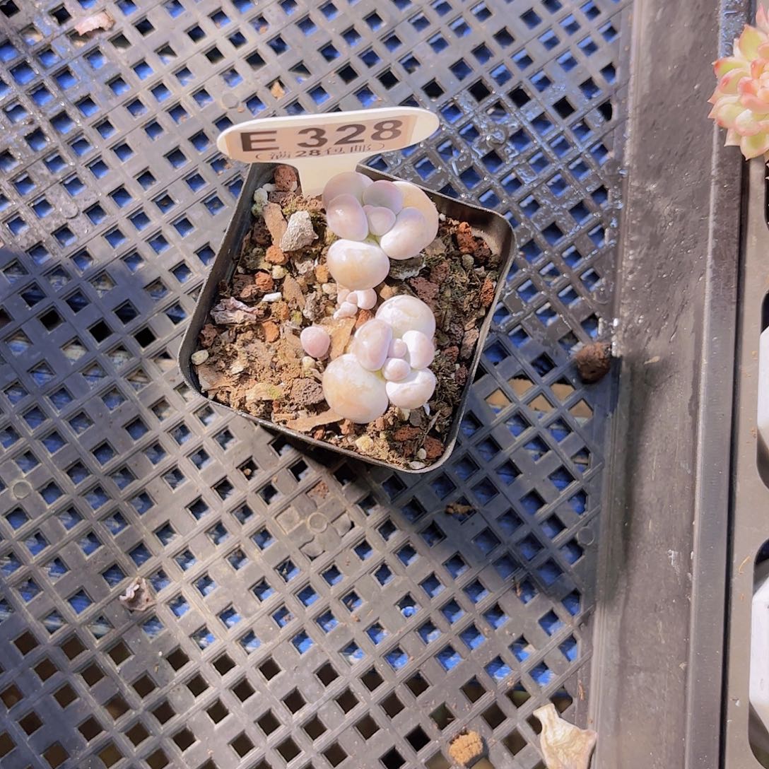 ！***E328水光针一物一拍