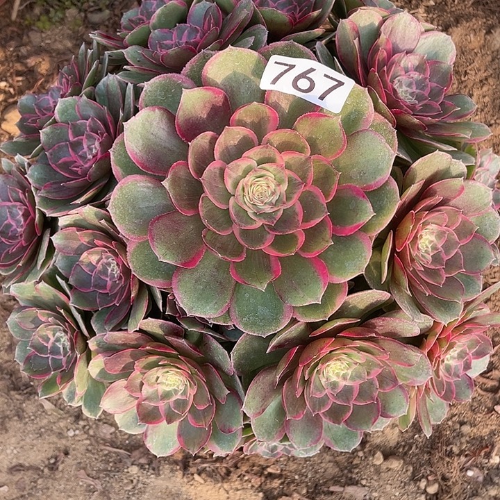 767粉花妖对肉植物