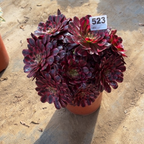 523美肌朵朵多肉，