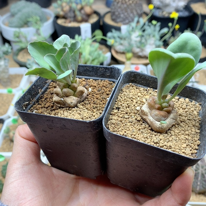 蛮鬼塔厚敦菊带盆