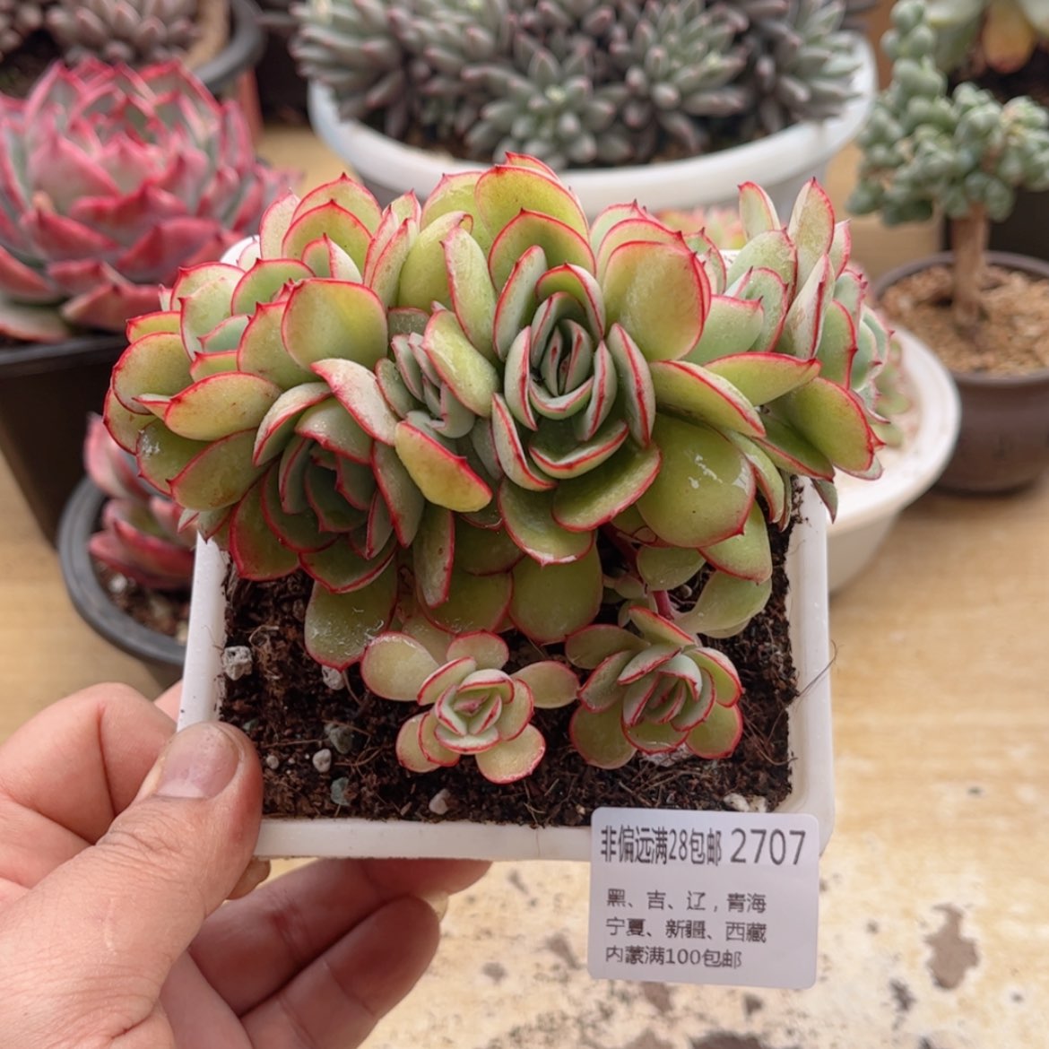 【闪购商品】2707牡丹亭缀