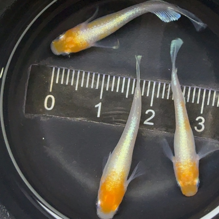 青鳉鱼红白赤壁70号