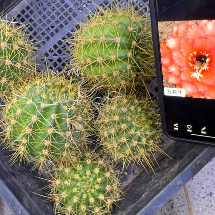 379毛花柱五花牛歪5公分左右无根侧牙，20包邮