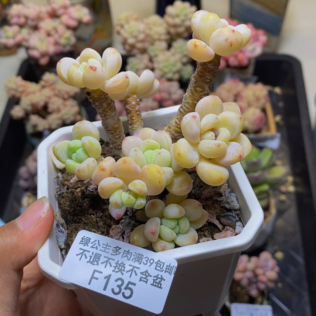 135樱花罗琦多肉有砍