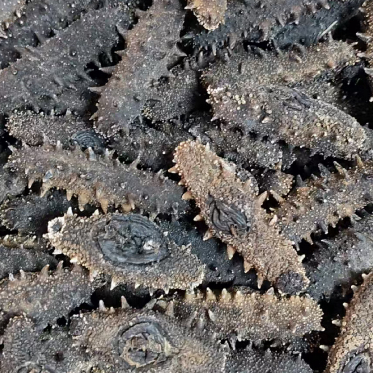 大连【国标特级】葫芦岛深海底播纯无盐17-18倍高泡发半斤装