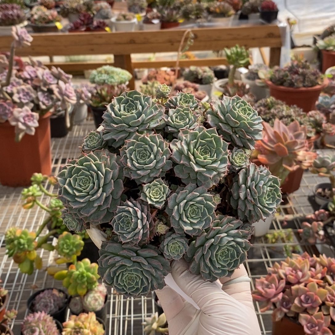 557海冰格瑞一物一拍